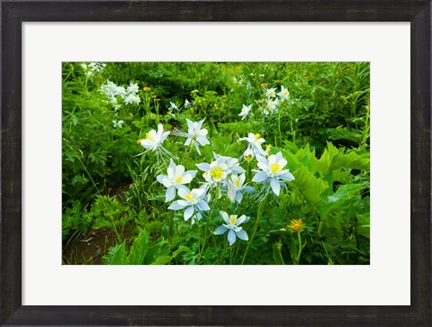 Framed White Flowers in a field, Crested Butte, Colorado Print
