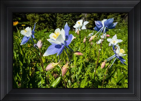 Framed Close-Up of Wildflowers, Crested Butte, Colorado Print