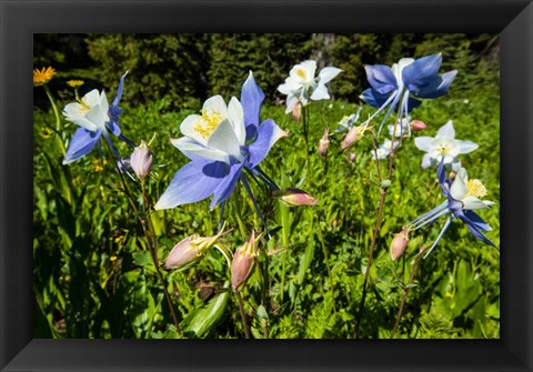 Framed Close-Up of Wildflowers, Crested Butte, Colorado Print