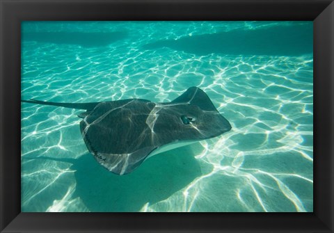 Framed Stingray in the Pacific Ocean, Moorea, Tahiti, French Polynesia Print