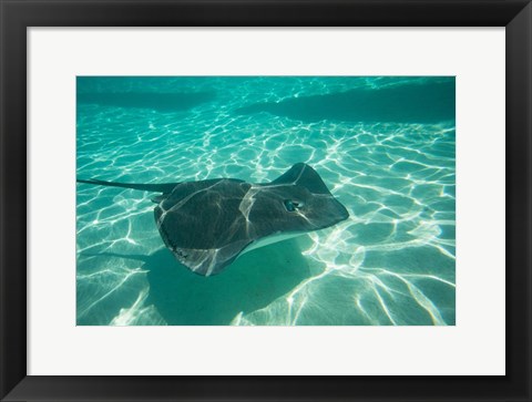 Framed Stingray in the Pacific Ocean, Moorea, Tahiti, French Polynesia Print