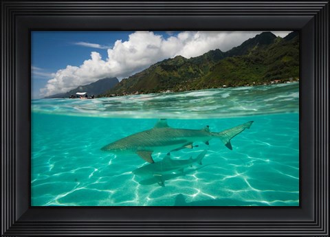 Framed Sharks in the Pacific Ocean, Moorea, Tahiti, French Polynesia Print
