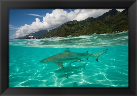 Framed Sharks in the Pacific Ocean, Moorea, Tahiti, French Polynesia Print