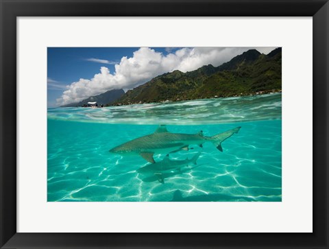 Framed Sharks in the Pacific Ocean, Moorea, Tahiti, French Polynesia Print