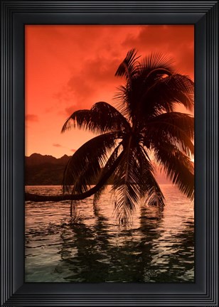 Framed Palm Trees at Sunset, Moorea, Tahiti, French Polynesia Print