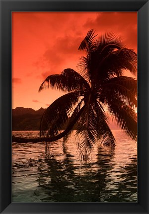 Framed Palm Trees at Sunset, Moorea, Tahiti, French Polynesia Print