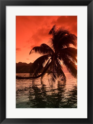 Framed Palm Trees at Sunset, Moorea, Tahiti, French Polynesia Print