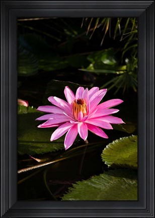 Framed Close-up of Water Lily Flower in a Pond, Tahiti, French Polynesia Print