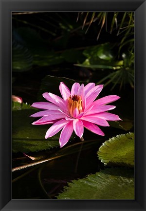 Framed Close-up of Water Lily Flower in a Pond, Tahiti, French Polynesia Print