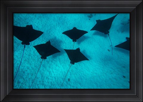 Framed Eagle Rays Swimming in the Pacific Ocean, Tahiti, French Polynesia Print