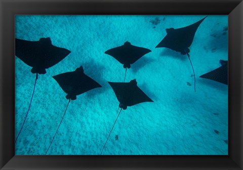 Framed Eagle Rays Swimming in the Pacific Ocean, Tahiti, French Polynesia Print