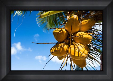Framed Coconuts Hanging on a Tree, Bora Bora, French Polynesia Print