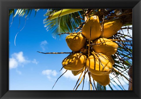 Framed Coconuts Hanging on a Tree, Bora Bora, French Polynesia Print