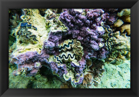 Framed Coral Reef in the Pacific Ocean, Tahiti, French Polynesia Print