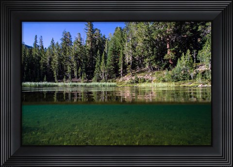 Framed Half Water Half Land, Reflection of Trees in Walker River, California Print