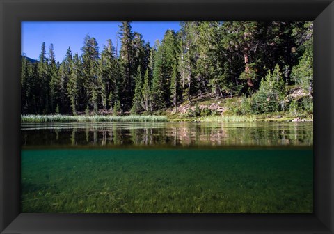 Framed Half Water Half Land, Reflection of Trees in Walker River, California Print