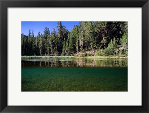 Framed Half Water Half Land, Reflection of Trees in Walker River, California Print