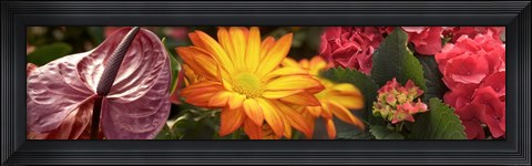 Framed Close-up of Red Anthurium, Gerbera Daisy and Red Hydrangeas Print