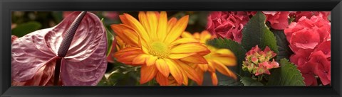 Framed Close-up of Red Anthurium, Gerbera Daisy and Red Hydrangeas Print