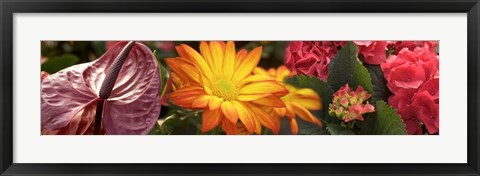 Framed Close-up of Red Anthurium, Gerbera Daisy and Red Hydrangeas Print