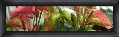 Framed Close-up of Anthurium Plant Print