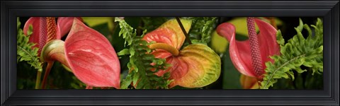 Framed Close-up of Anthurium Plant and Fern Leaves Print