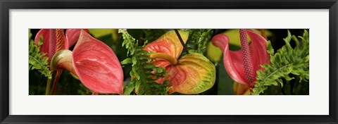Framed Close-up of Anthurium Plant and Fern Leaves Print