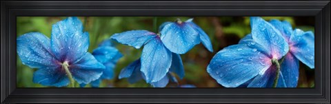 Framed Close-up of Himalayan Poppy Print