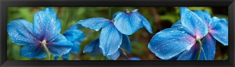 Framed Close-up of Himalayan Poppy Print