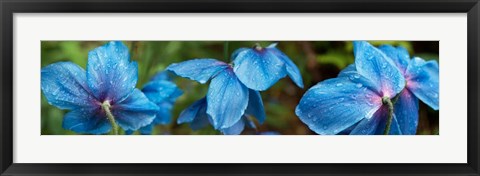 Framed Close-up of Himalayan Poppy Print