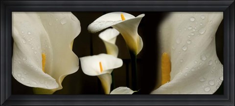 Framed Close-up of Calla Lily Flowers Print