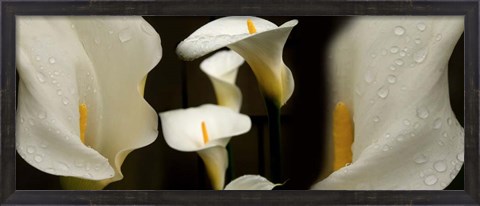 Framed Close-up of Calla Lily Flowers Print