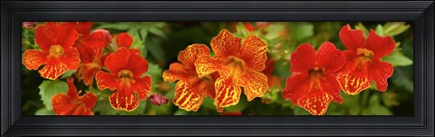Framed Close-up of Flowers Blooming on Plant Print
