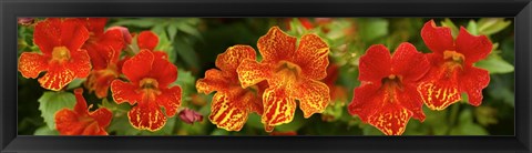 Framed Close-up of Flowers Blooming on Plant Print