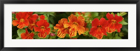 Framed Close-up of Flowers Blooming on Plant Print