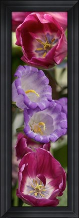 Framed Close-up of Tulip flowers Print