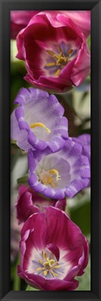 Framed Close-up of Tulip flowers Print