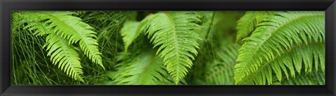 Framed Close-up of Ferns Print