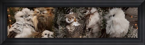 Framed Close-up of Assorted Owls Print