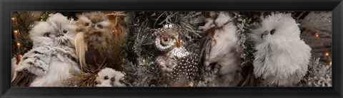 Framed Close-up of Assorted Owls Print