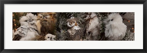 Framed Close-up of Assorted Owls Print