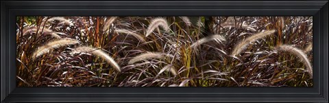 Framed Close-up of Ornamental Grass Print