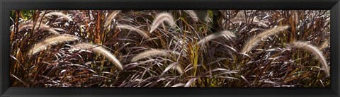 Framed Close-up of Ornamental Grass Print