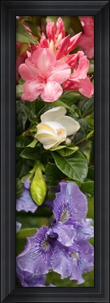 Framed Close-up of Rhododendron and Iris flowers Print