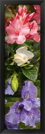 Framed Close-up of Rhododendron and Iris flowers Print