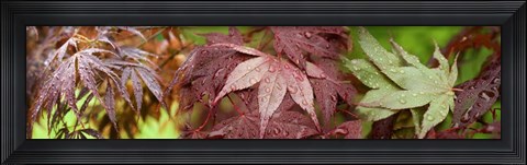 Framed Close-up of Japanese Maple Leaves Print