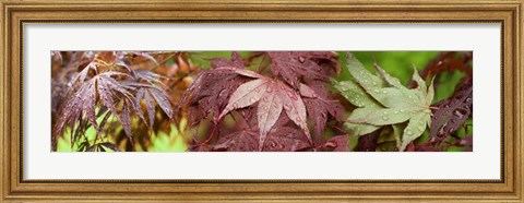 Framed Close-up of Japanese Maple Leaves Print