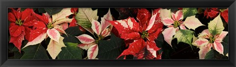 Framed Close-up of Poinsettia Flowers Print