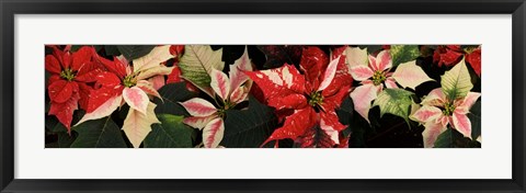 Framed Close-up of Poinsettia Flowers Print