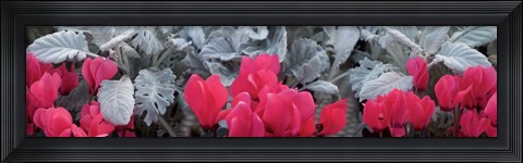 Framed Close-up of Pink Cyclamen and Silver Dust Leaves Print